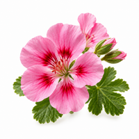 ROSE GERANIUM